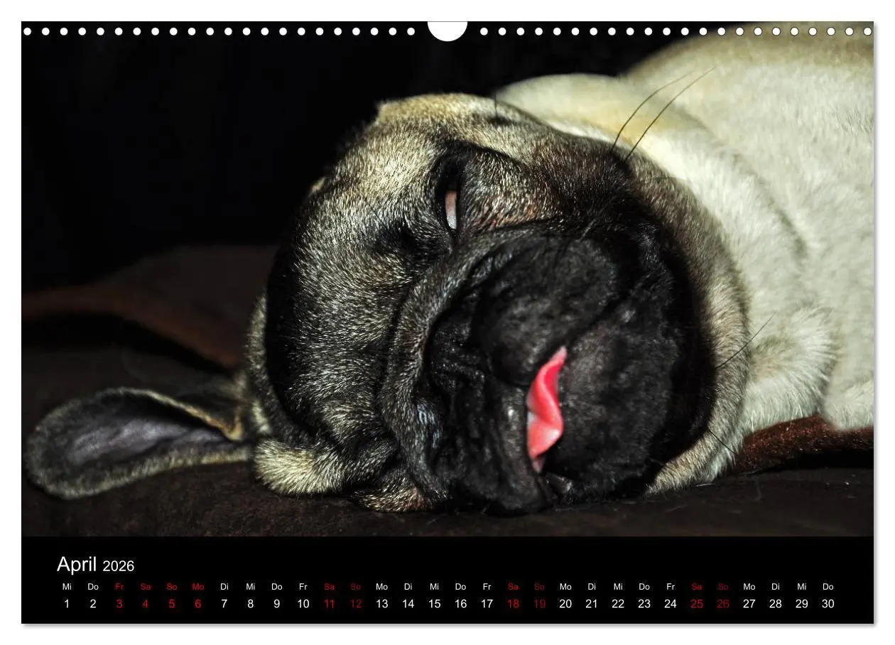 Bild: 9783457870662 | Alles Mops-Kalender 2026 (Wandkalender 2026 DIN A3 quer), CALVENDO...