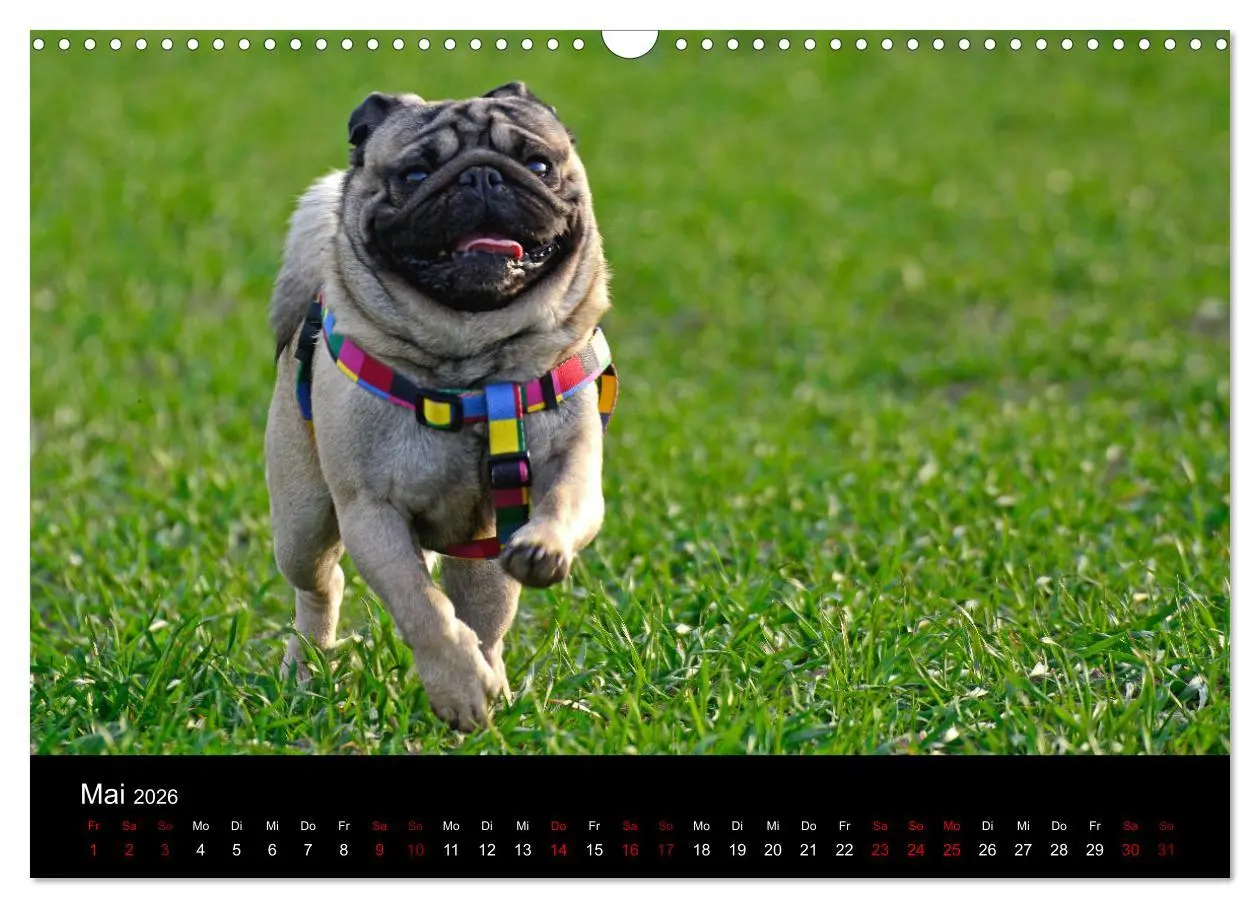 Bild: 9783457870662 | Alles Mops-Kalender 2026 (Wandkalender 2026 DIN A3 quer), CALVENDO...