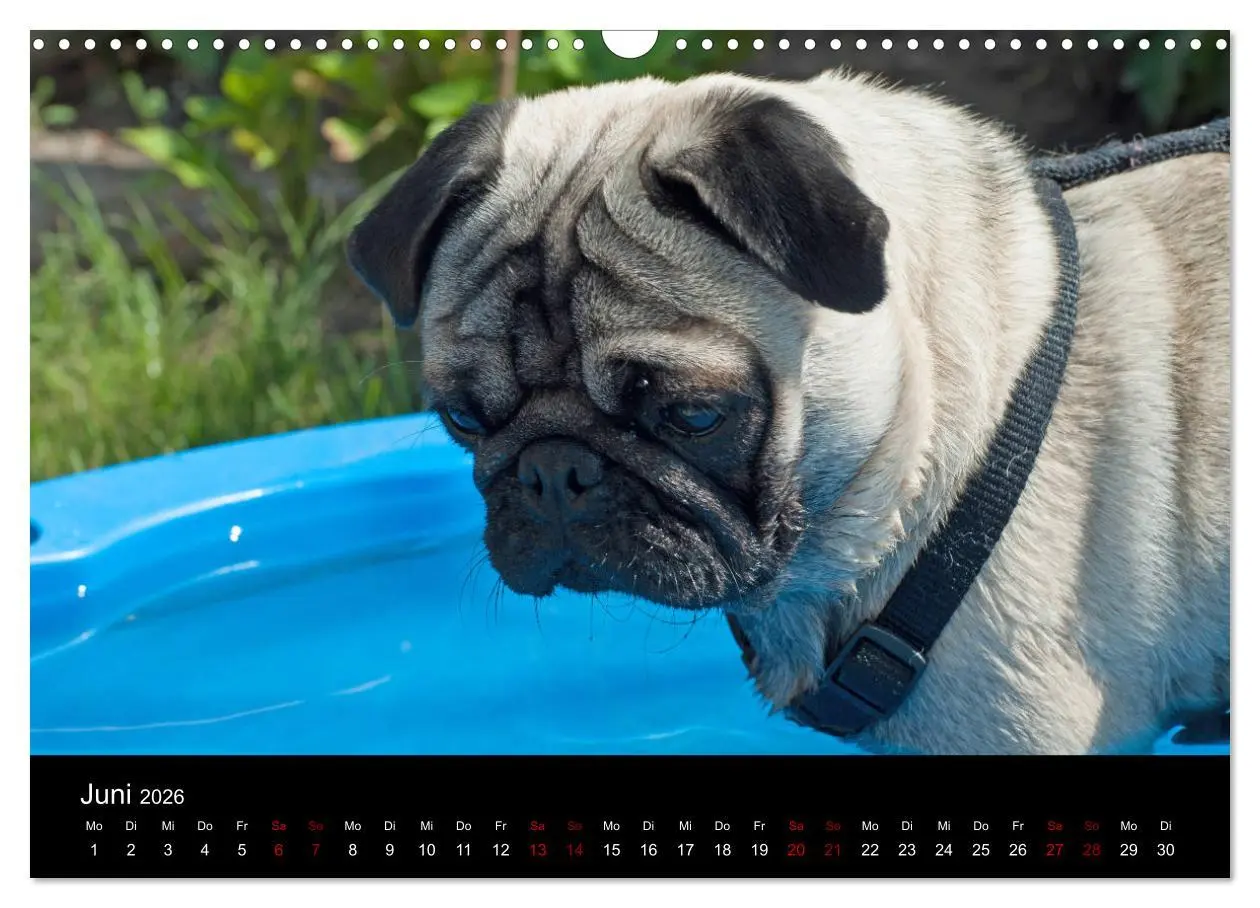 Bild: 9783457870662 | Alles Mops-Kalender 2026 (Wandkalender 2026 DIN A3 quer), CALVENDO...