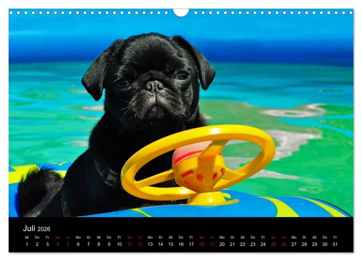 Bild: 9783457870662 | Alles Mops-Kalender 2026 (Wandkalender 2026 DIN A3 quer), CALVENDO...