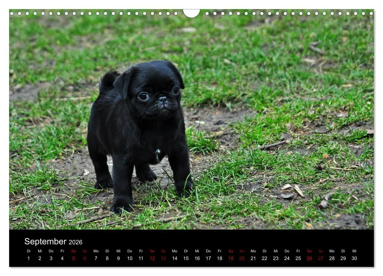 Bild: 9783457870662 | Alles Mops-Kalender 2026 (Wandkalender 2026 DIN A3 quer), CALVENDO...