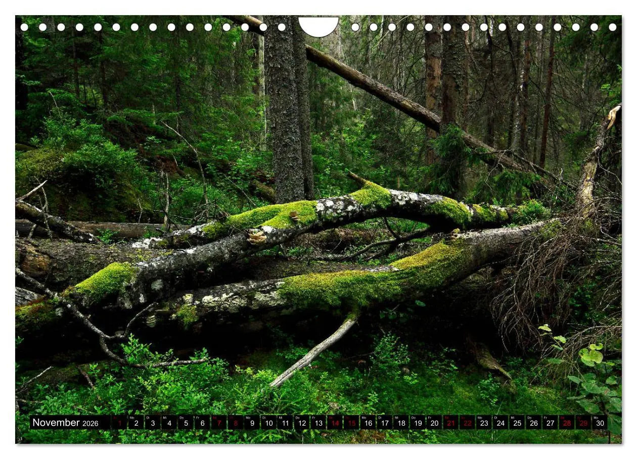 Bild: 9783457940662 | Tiveden, der NatURWALD in Schweden (Wandkalender 2026 DIN A4 quer),...