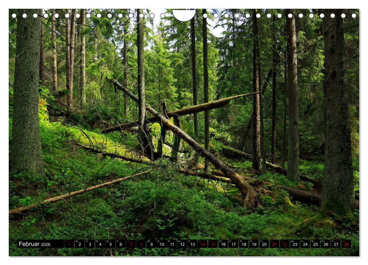 Bild: 9783457940662 | Tiveden, der NatURWALD in Schweden (Wandkalender 2026 DIN A4 quer),...