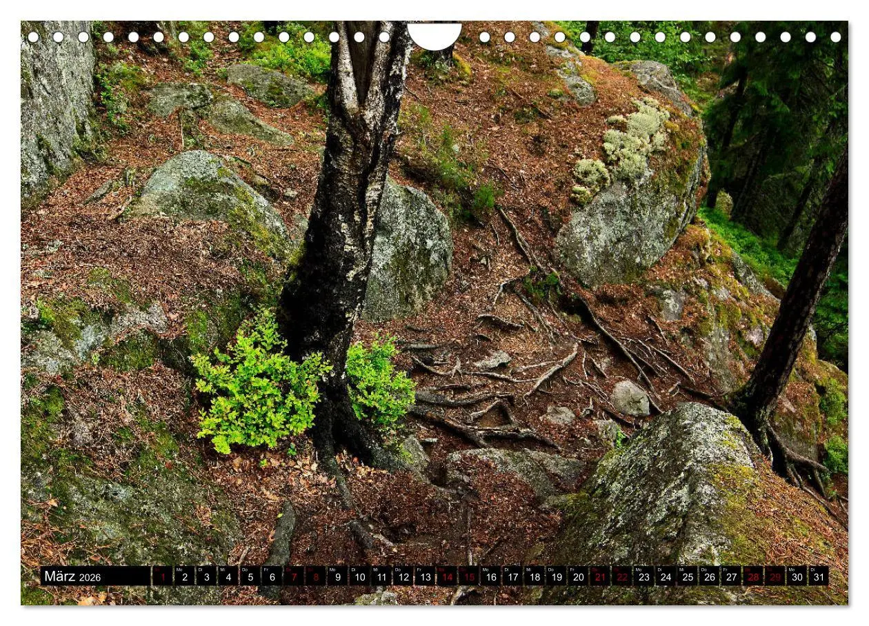 Bild: 9783457940662 | Tiveden, der NatURWALD in Schweden (Wandkalender 2026 DIN A4 quer),...