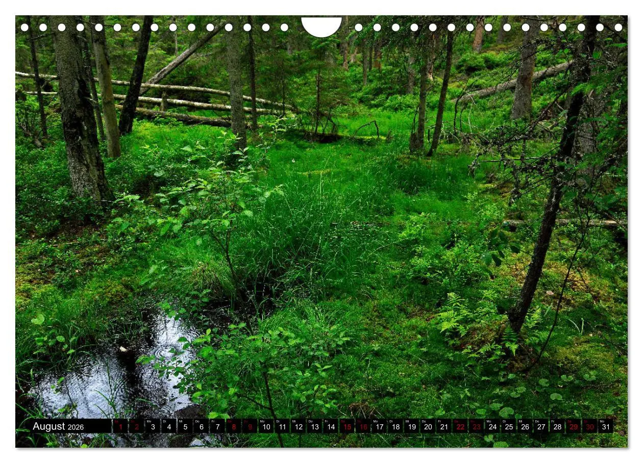 Bild: 9783457940662 | Tiveden, der NatURWALD in Schweden (Wandkalender 2026 DIN A4 quer),...
