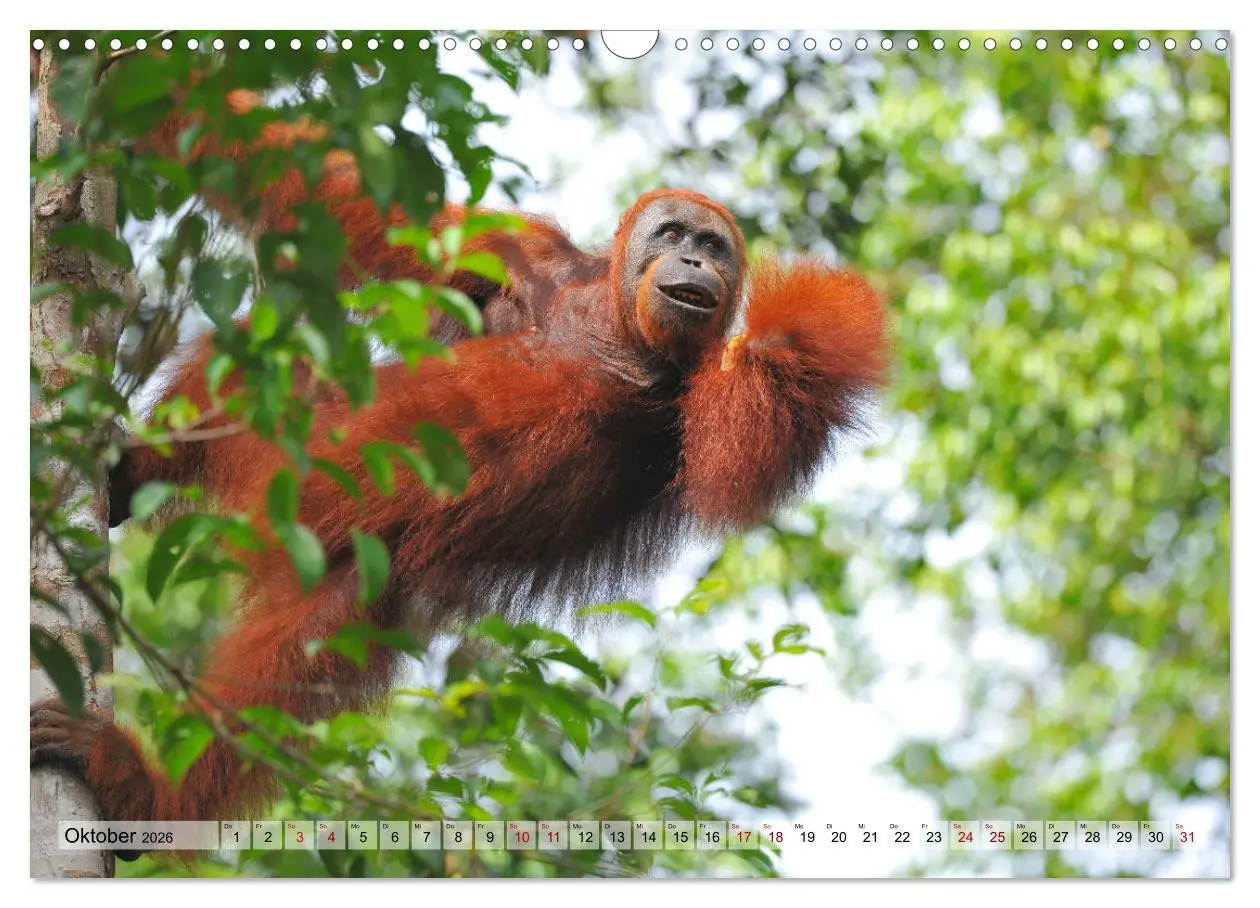 Bild: 9783457790762 | Orang Utans: Zu Besuch im Regenwald (Wandkalender 2026 DIN A3...