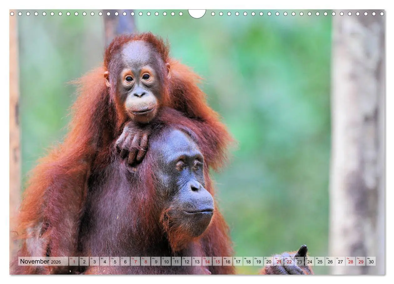 Bild: 9783457790762 | Orang Utans: Zu Besuch im Regenwald (Wandkalender 2026 DIN A3...