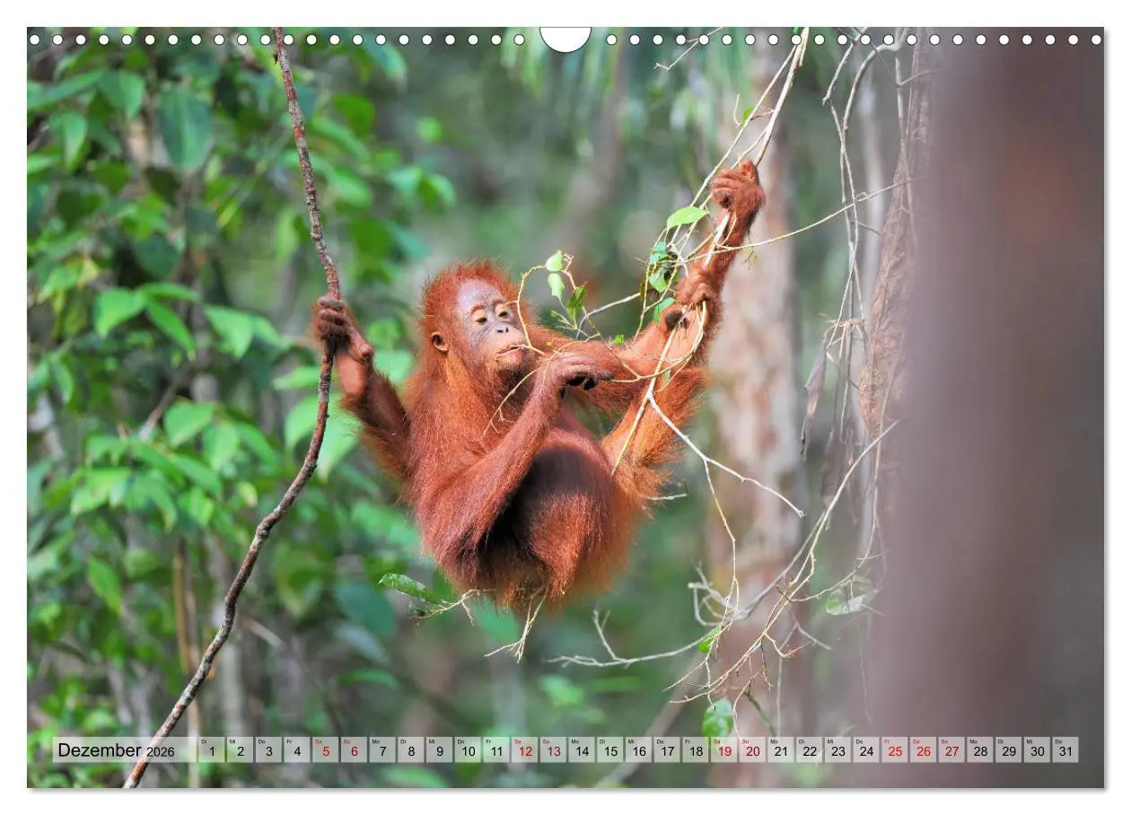 Bild: 9783457790762 | Orang Utans: Zu Besuch im Regenwald (Wandkalender 2026 DIN A3...