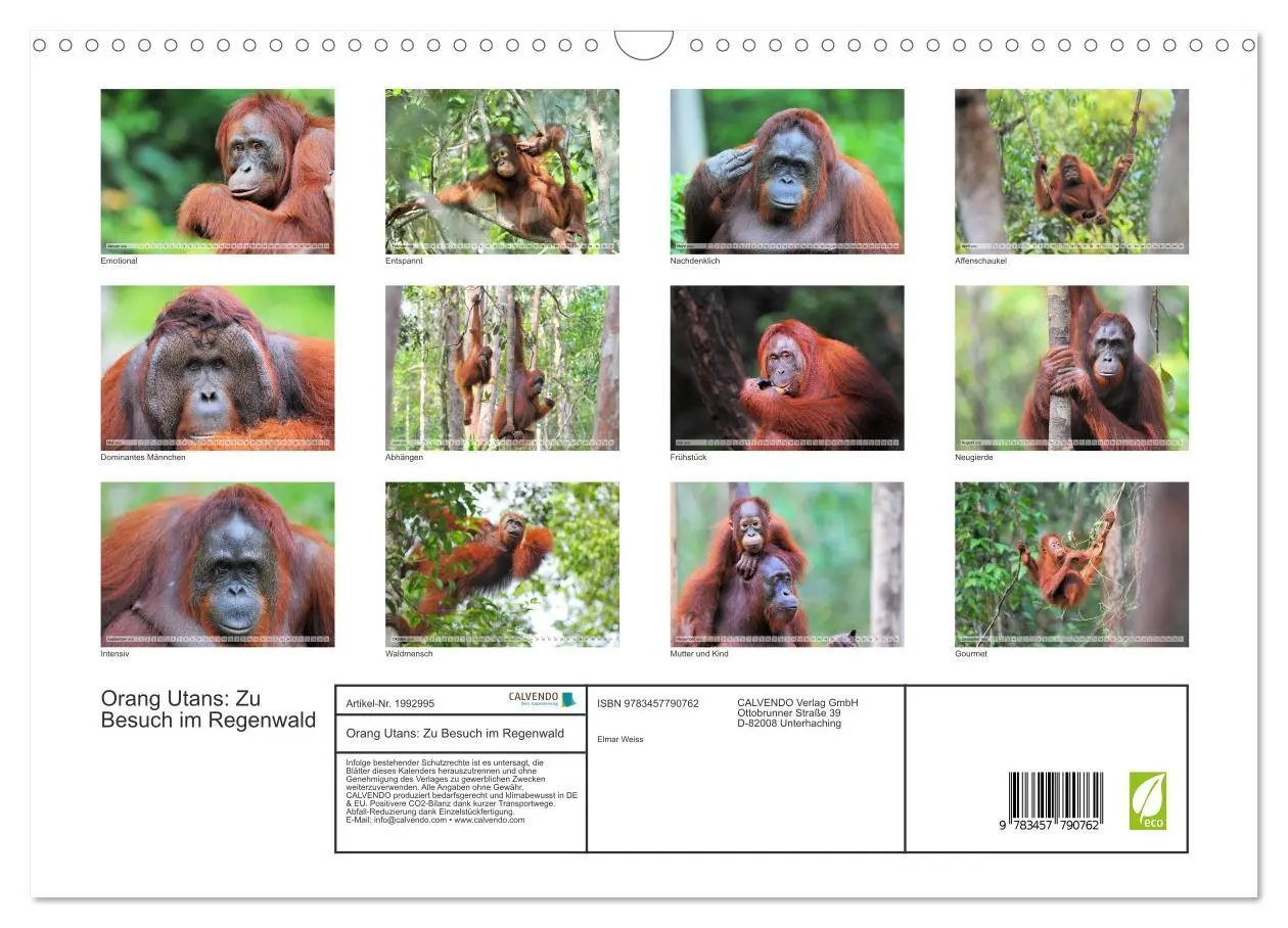 Bild: 9783457790762 | Orang Utans: Zu Besuch im Regenwald (Wandkalender 2026 DIN A3...