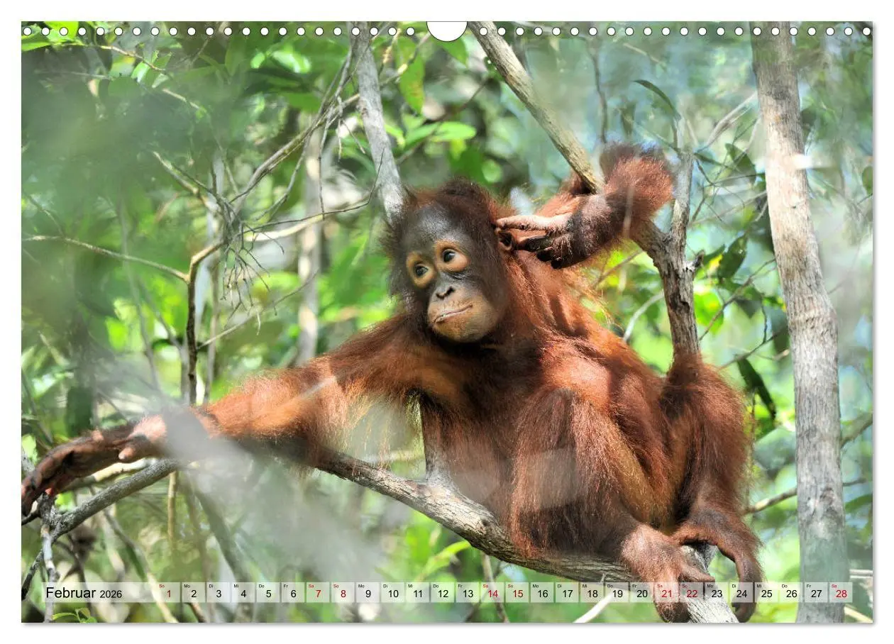 Bild: 9783457790762 | Orang Utans: Zu Besuch im Regenwald (Wandkalender 2026 DIN A3...