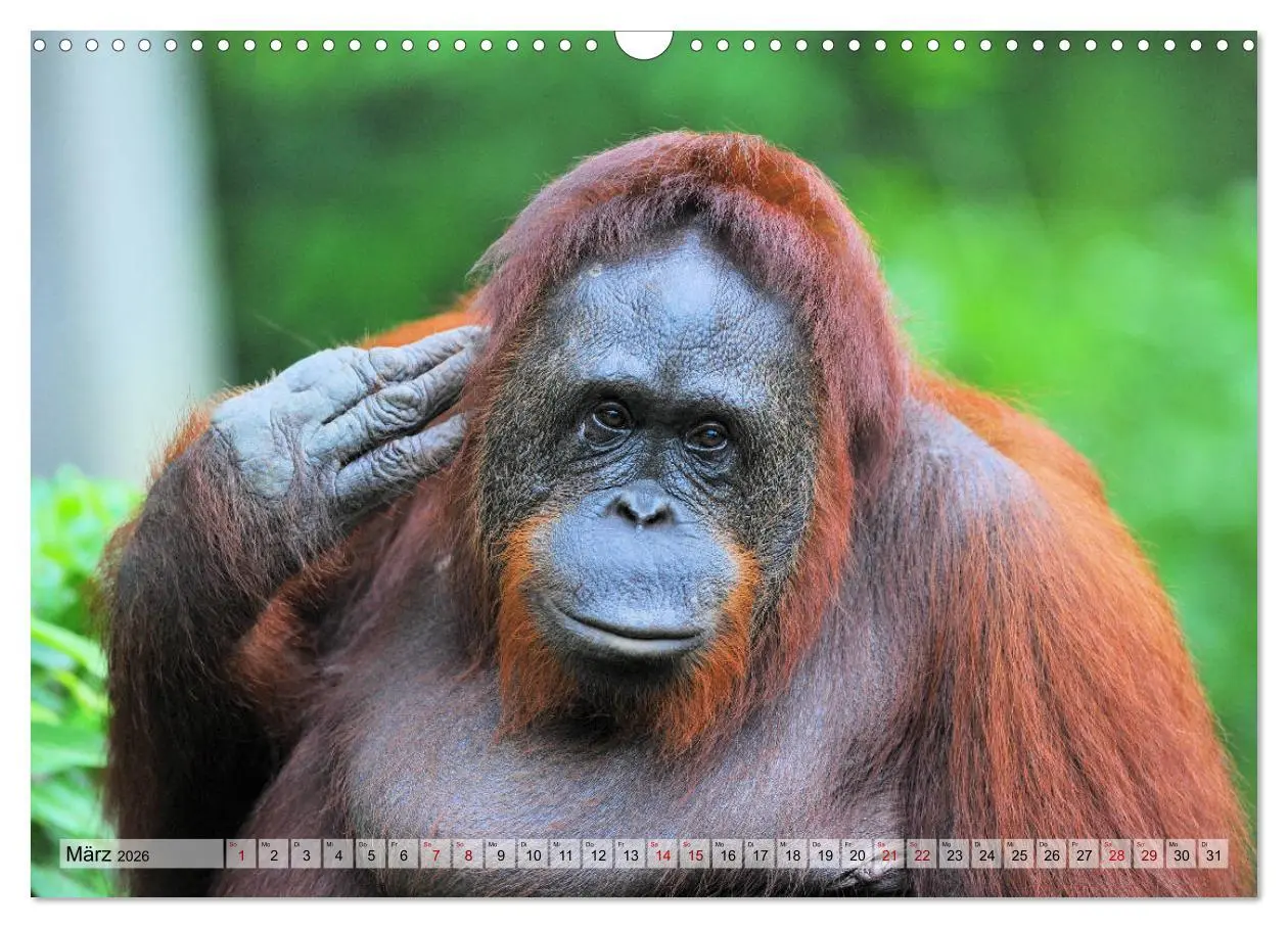 Bild: 9783457790762 | Orang Utans: Zu Besuch im Regenwald (Wandkalender 2026 DIN A3...