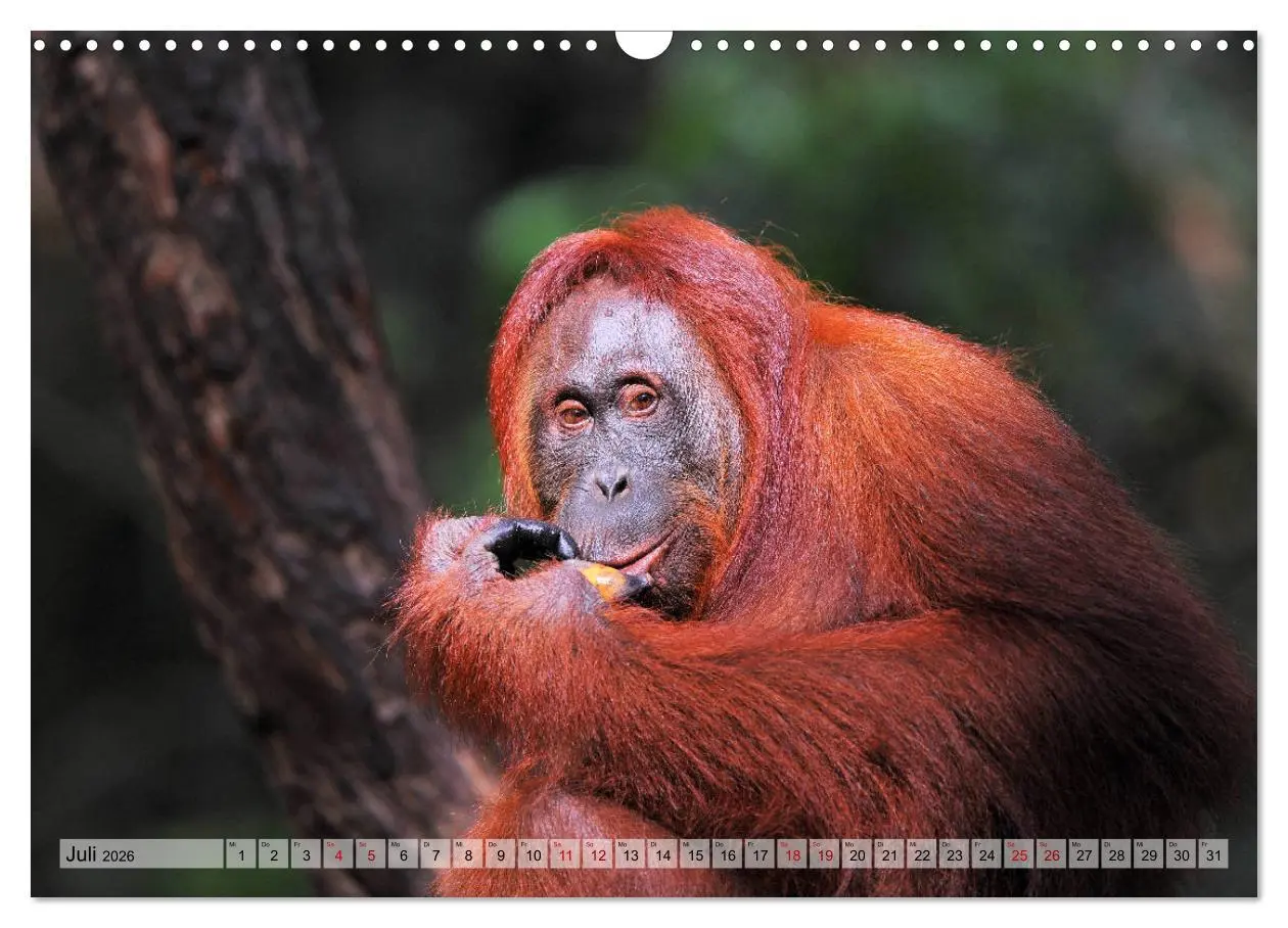 Bild: 9783457790762 | Orang Utans: Zu Besuch im Regenwald (Wandkalender 2026 DIN A3...