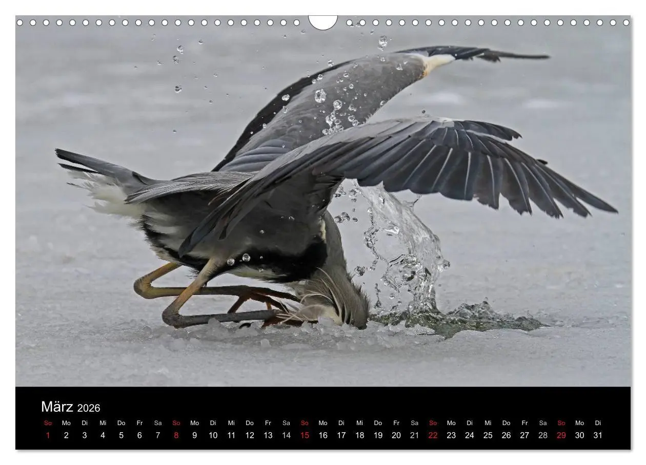 Bild: 9783516020762 | Aus dem Leben der Graureiher (Wandkalender 2026 DIN A3 quer),...