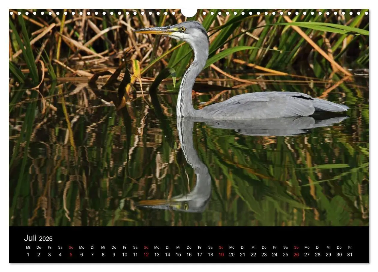 Bild: 9783516020762 | Aus dem Leben der Graureiher (Wandkalender 2026 DIN A3 quer),...