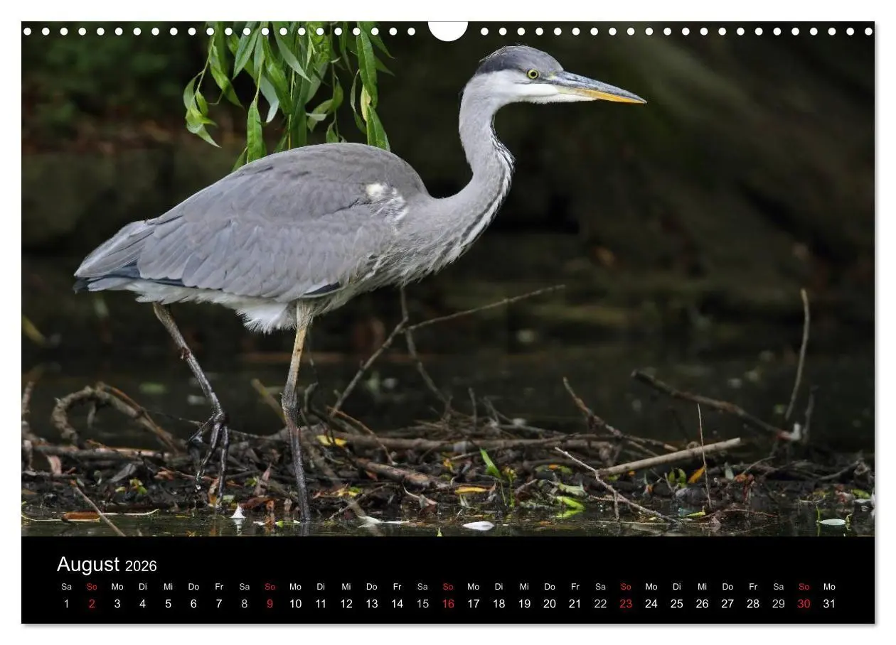 Bild: 9783516020762 | Aus dem Leben der Graureiher (Wandkalender 2026 DIN A3 quer),...