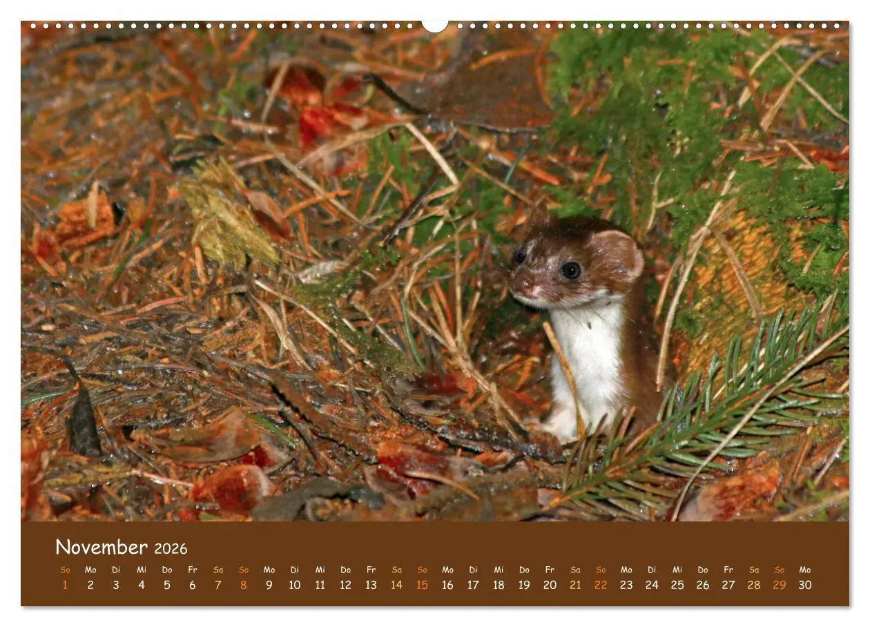 Bild: 9783457600962 | ES WIRD WILD Wildtiere von klein bis groß (Wandkalender 2026 DIN A2...