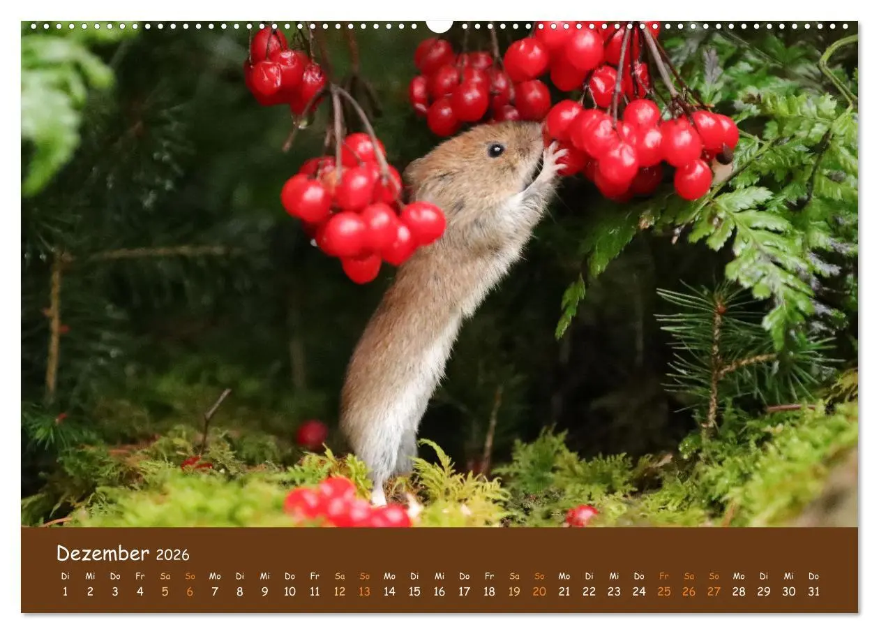 Bild: 9783457600962 | ES WIRD WILD Wildtiere von klein bis groß (Wandkalender 2026 DIN A2...