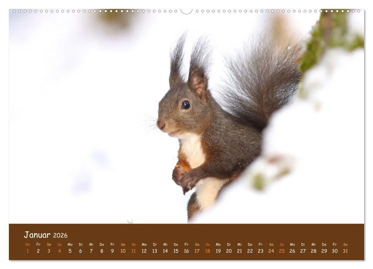 Bild: 9783457600962 | ES WIRD WILD Wildtiere von klein bis groß (Wandkalender 2026 DIN A2...