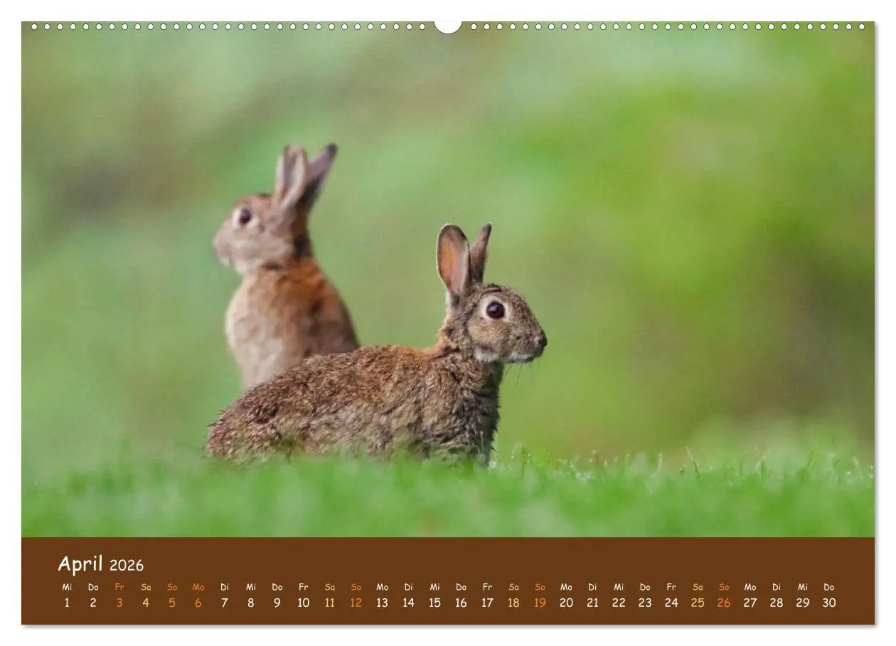 Bild: 9783457600962 | ES WIRD WILD Wildtiere von klein bis groß (Wandkalender 2026 DIN A2...