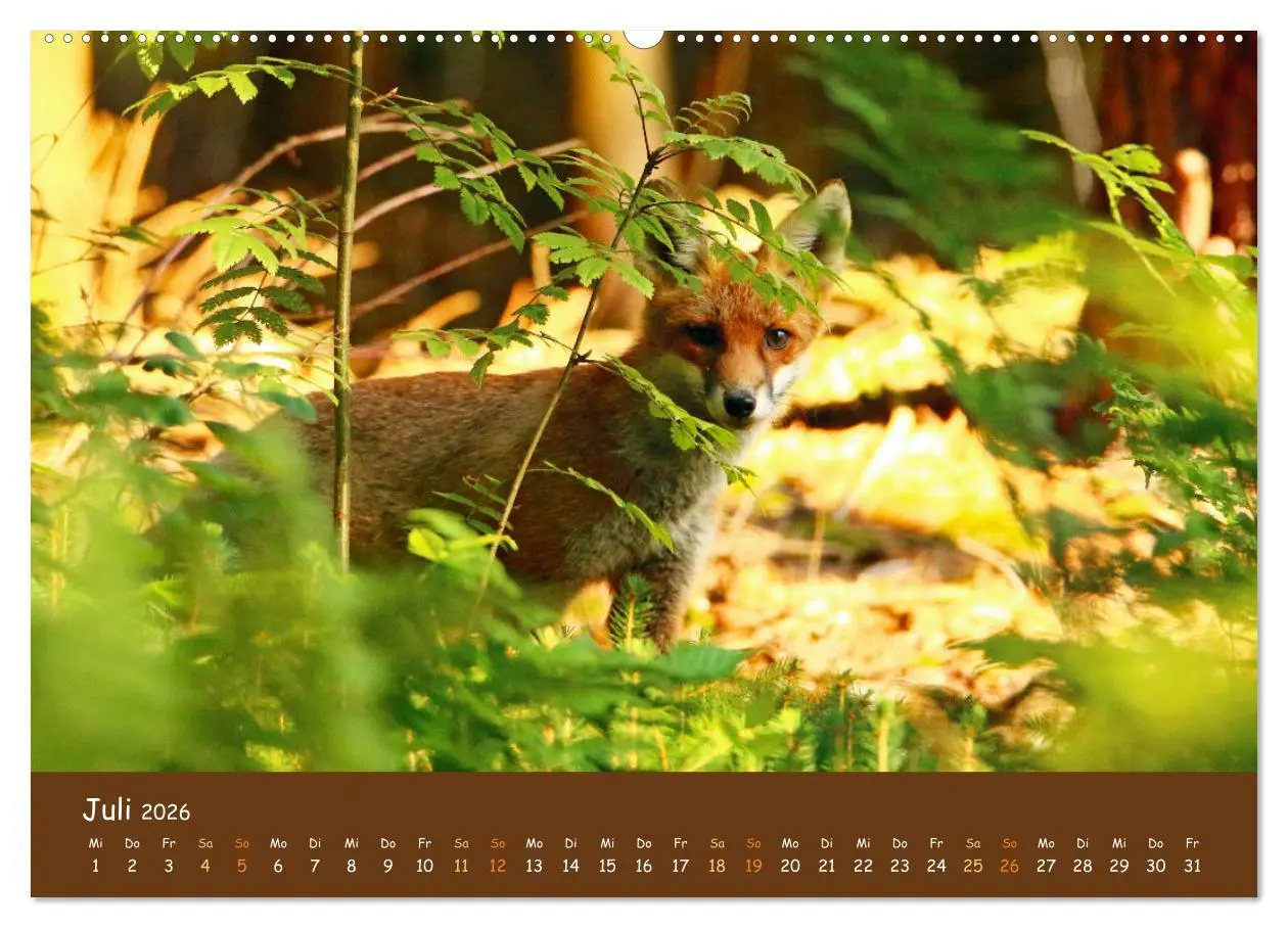 Bild: 9783457600962 | ES WIRD WILD Wildtiere von klein bis groß (Wandkalender 2026 DIN A2...