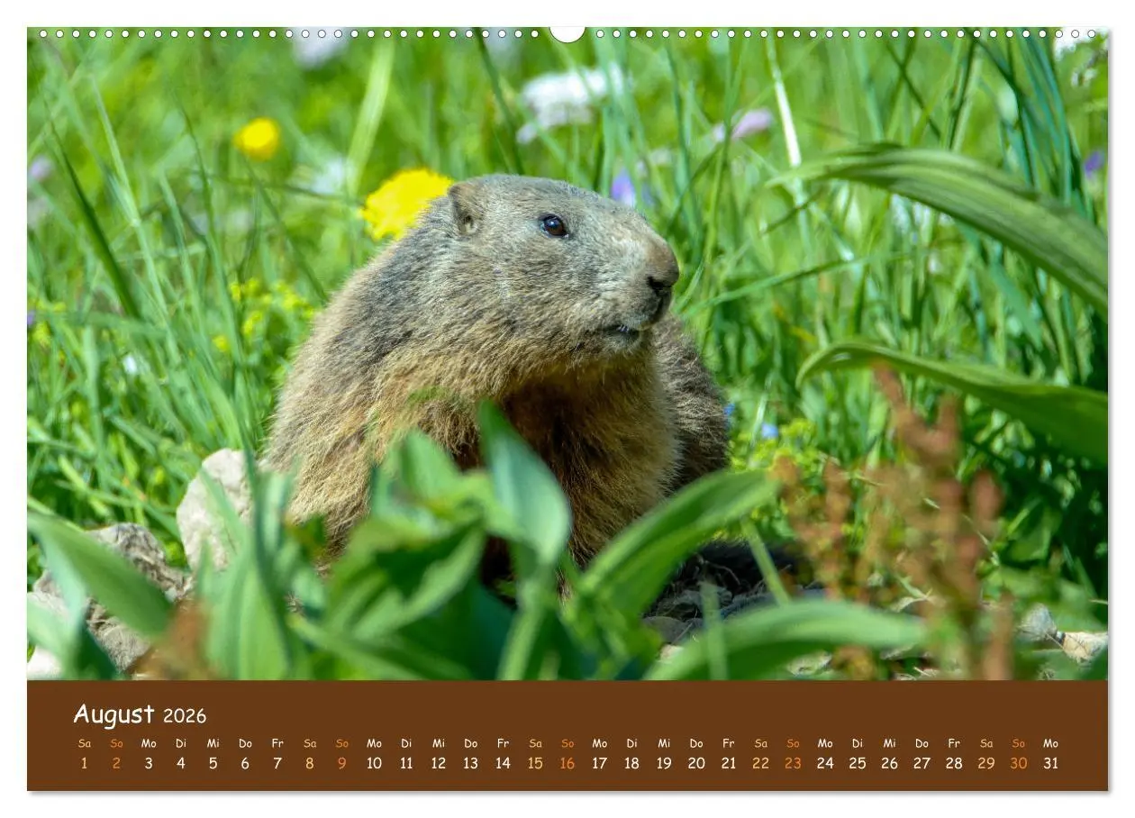 Bild: 9783457600962 | ES WIRD WILD Wildtiere von klein bis groß (Wandkalender 2026 DIN A2...