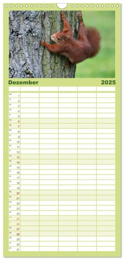 Bild: 9783457111062 | Familienplaner 2025 - Eichhörnchen mit 5 Spalten (Wandkalender, 21...