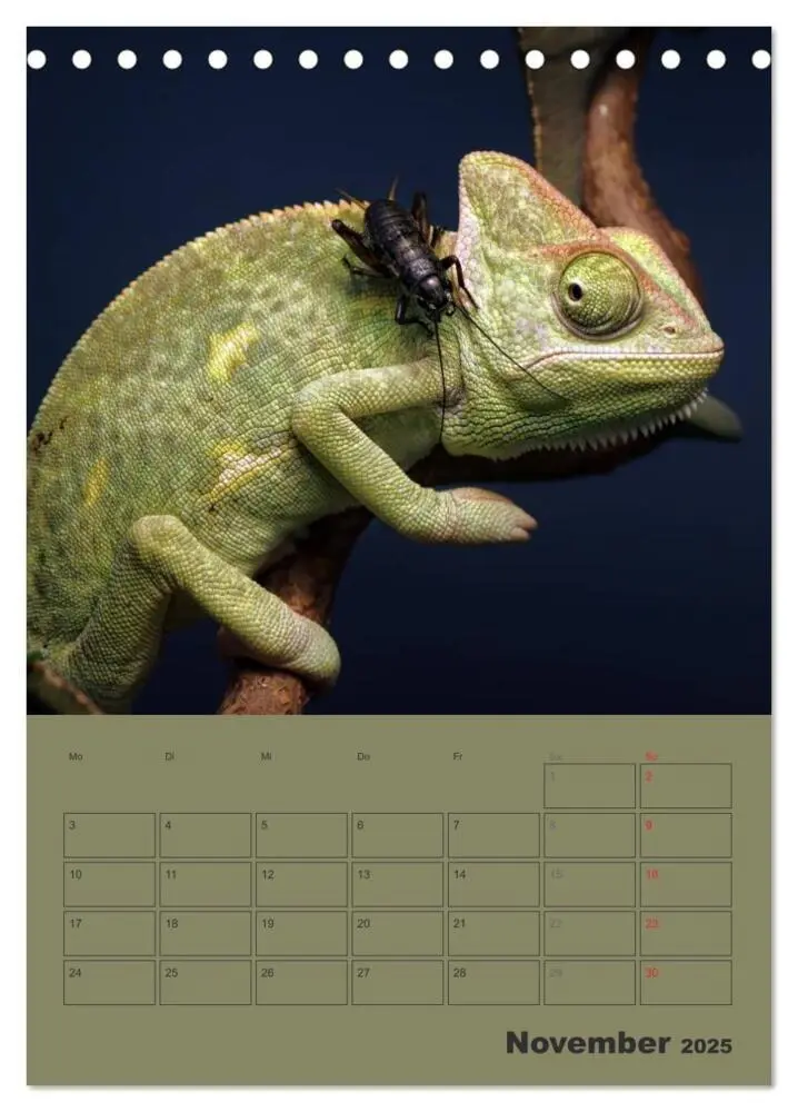 Bild: 9783457031162 | Minidrachen - Die kleinen Nachkommen der Urzeitmonster...