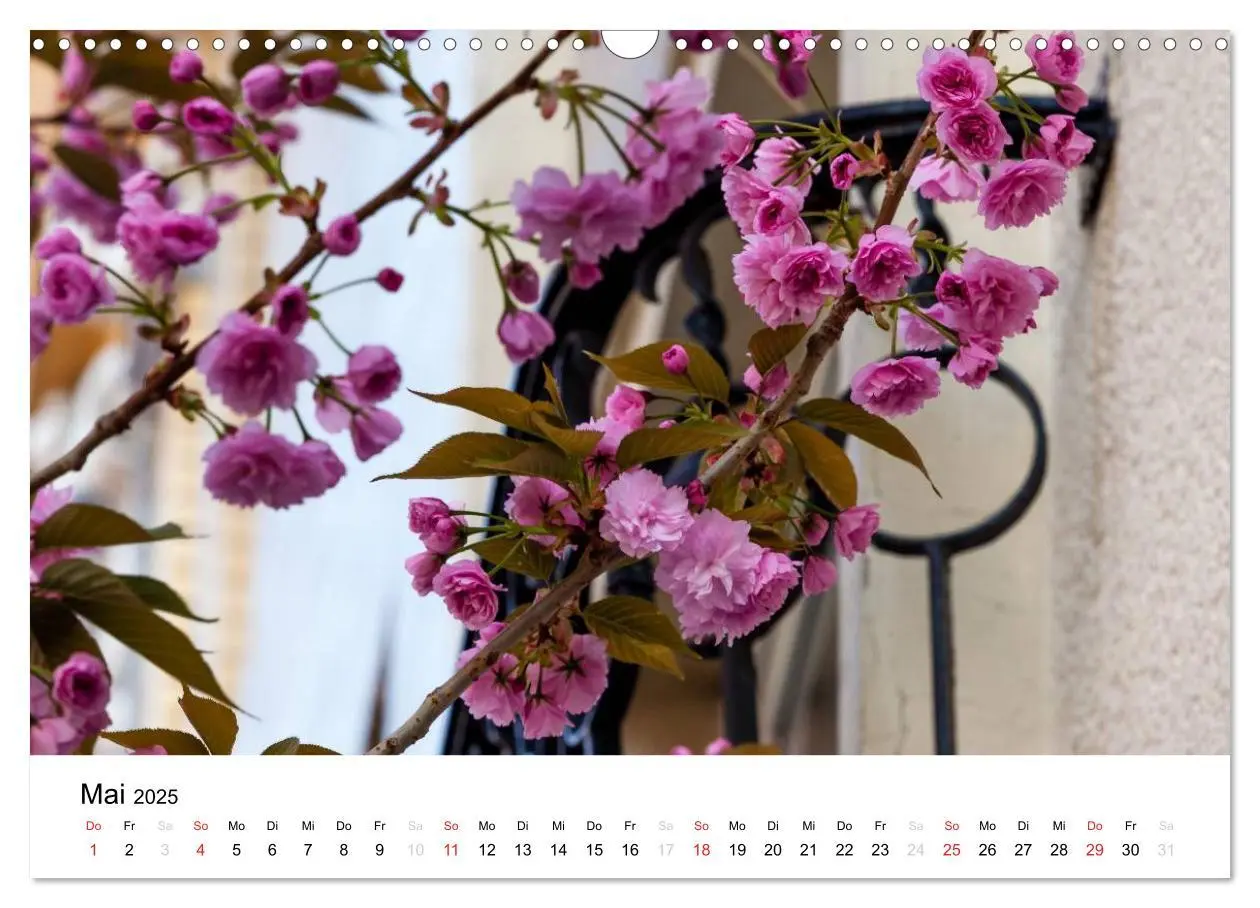 Bild: 9783435611362 | Bonn - Kirschblütenfest in der Altstadt (Wandkalender 2025 DIN A3...