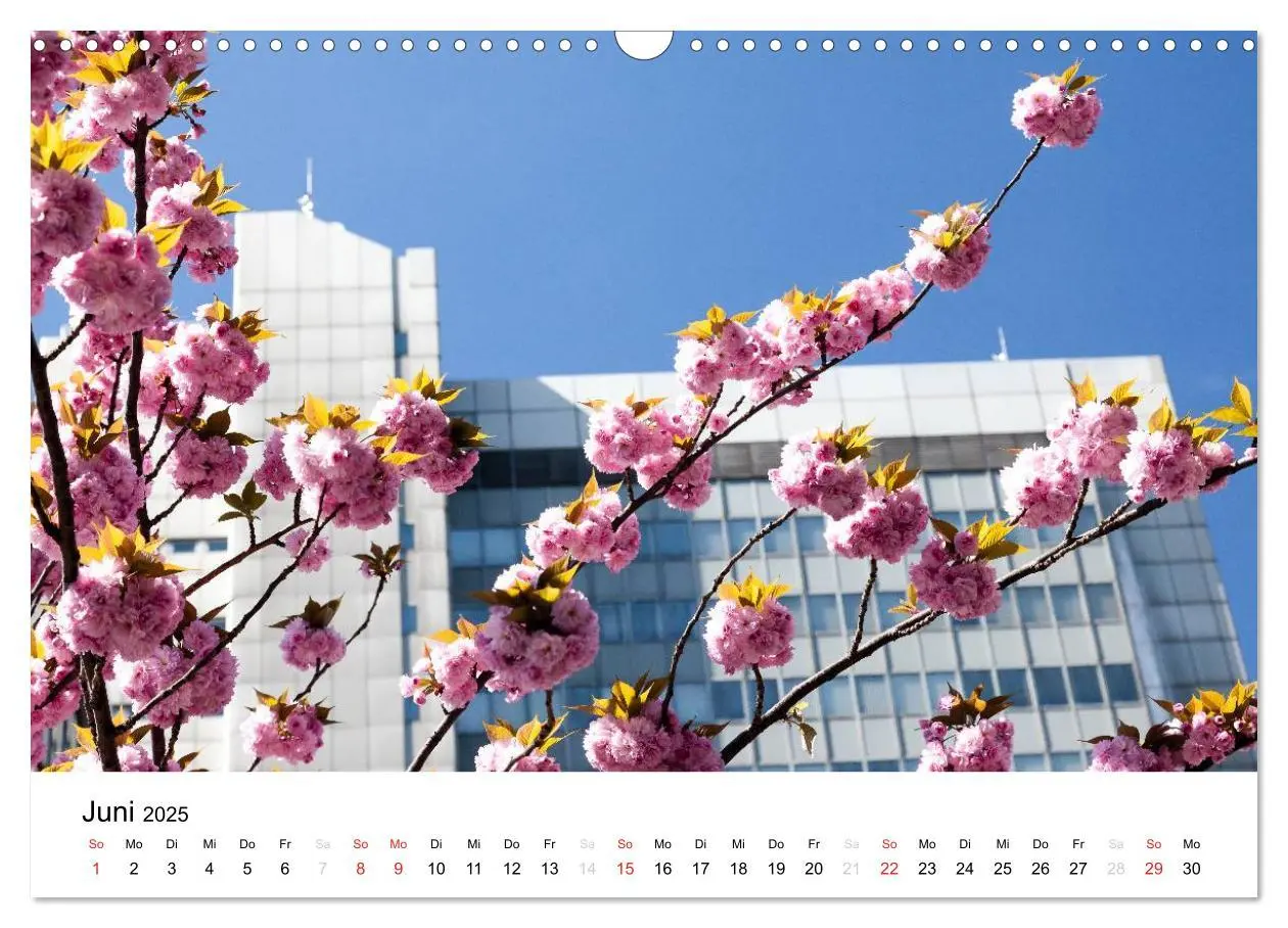 Bild: 9783435611362 | Bonn - Kirschblütenfest in der Altstadt (Wandkalender 2025 DIN A3...