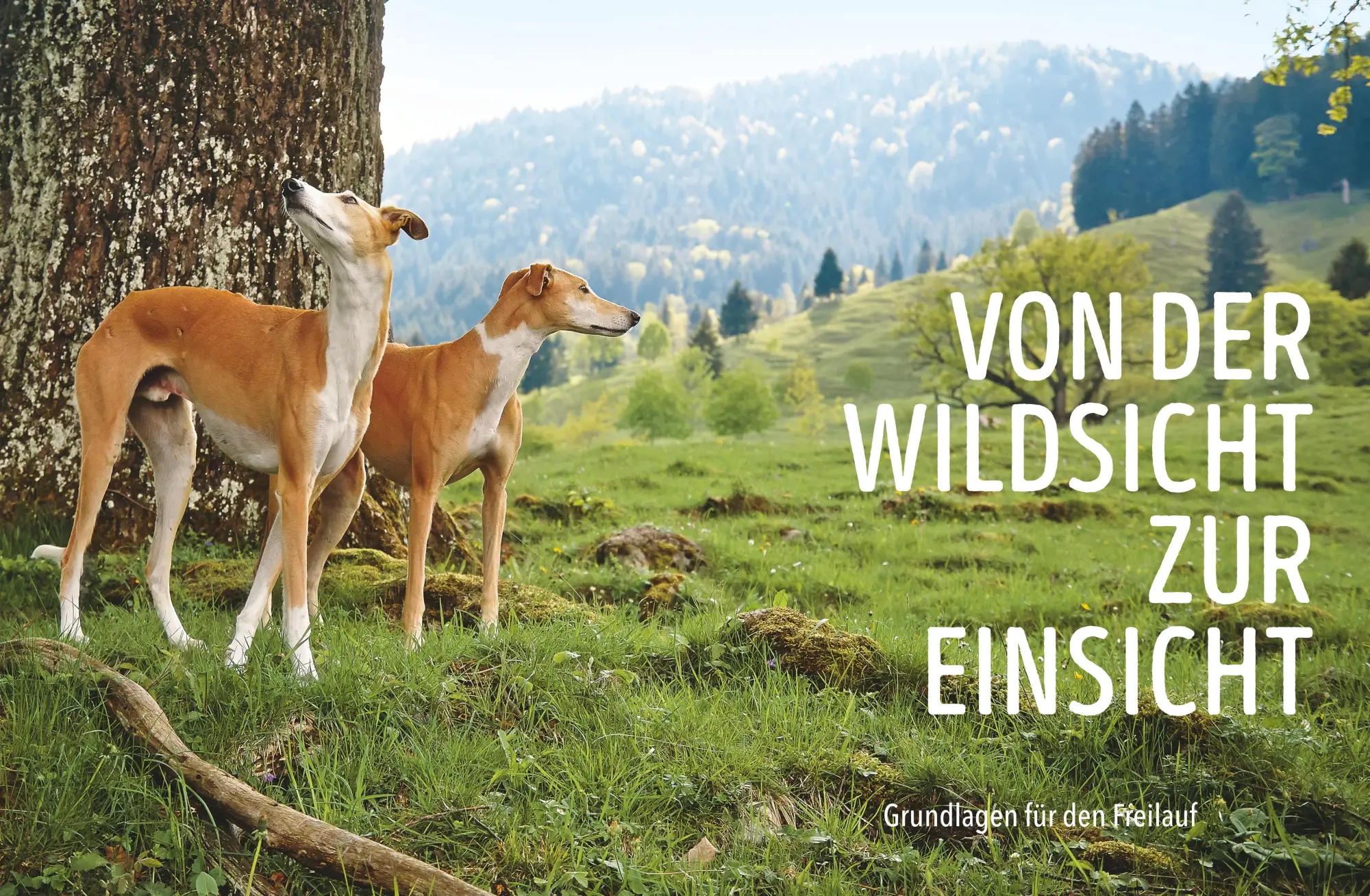 Bild: 9783758901362 | Leinen los! Freilauftraining für den Hund | Böhm-Reithmeier (u. a.)
