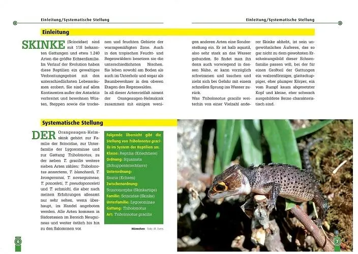 Bild: 9783866591462 | Der Orangeaugen-Helmsink | Tribolonotus Gracilis | Michael Evers