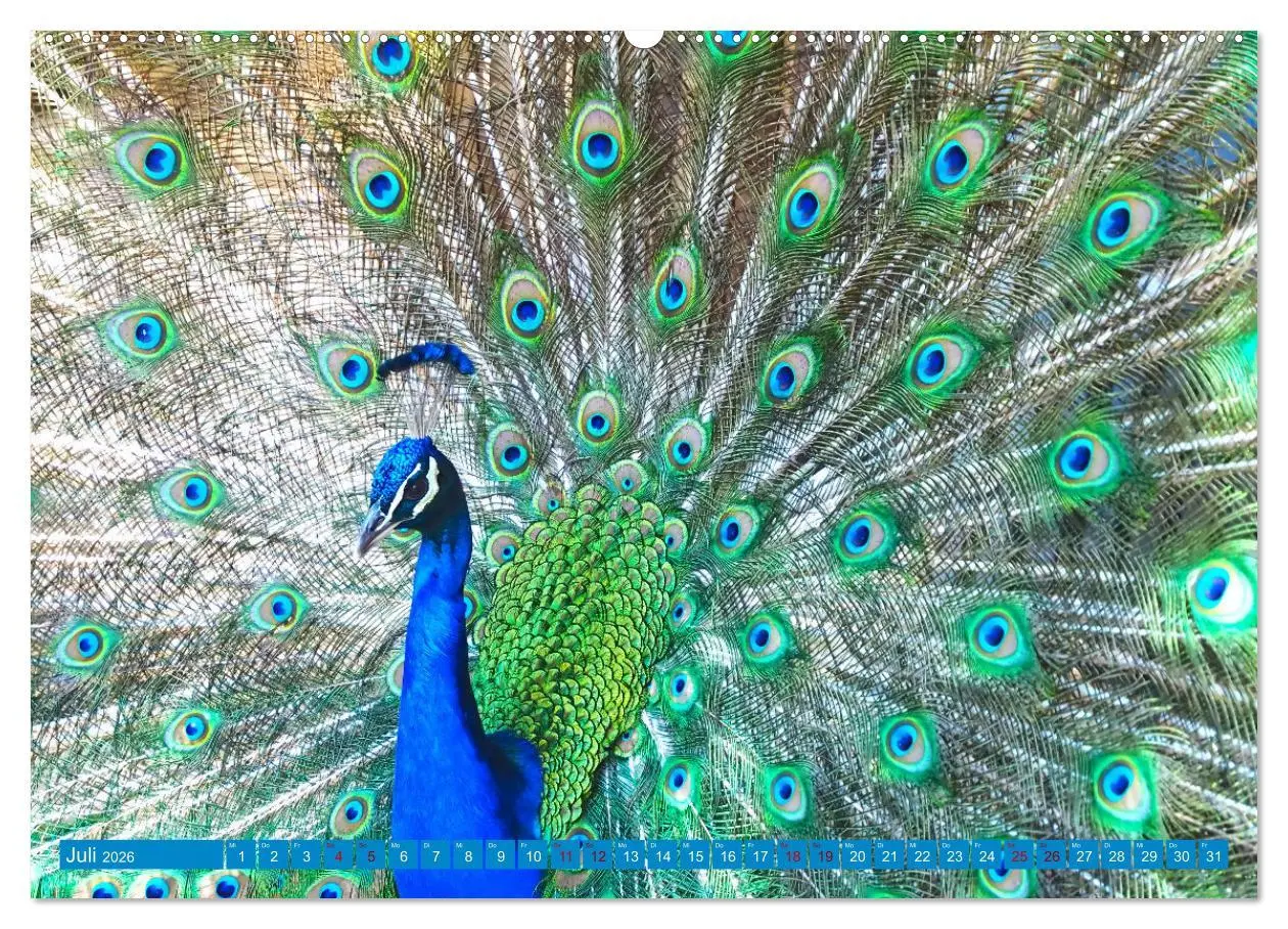 Bild: 9783457531662 | Pfauen Zauber (Wandkalender 2026 DIN A2 quer), CALVENDO Monatskalender