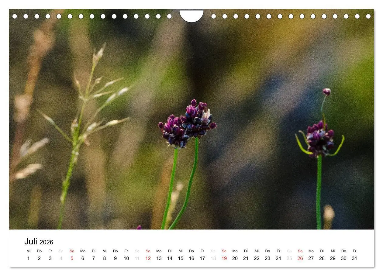 Bild: 9783516161762 | Bornholm (Wandkalender 2026 DIN A4 quer), CALVENDO Monatskalender | de