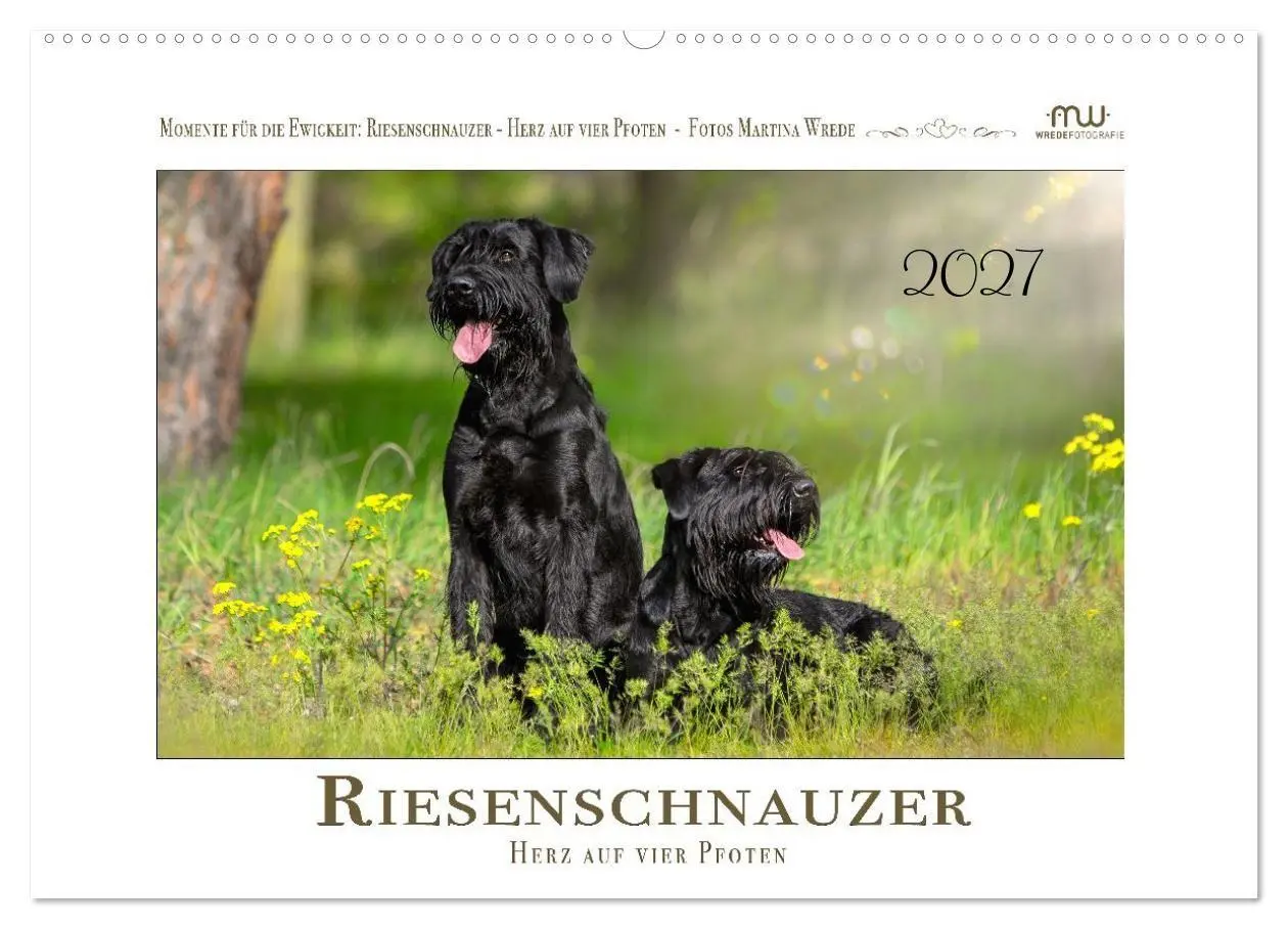 Cover: 9783516781762 | Riesenschnauzer - Herz auf vier Pfoten (Wandkalender 2027 DIN A2...