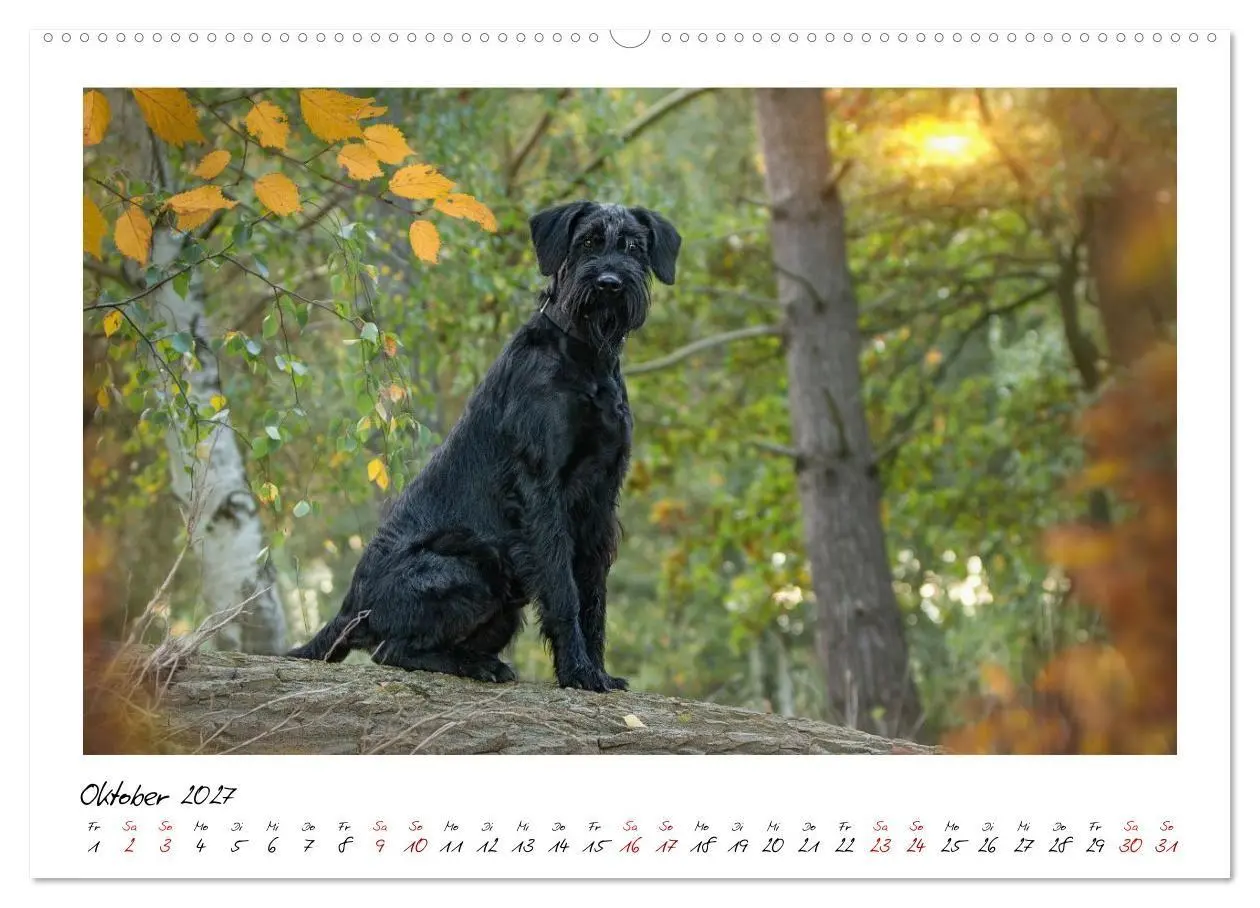 Bild: 9783516781762 | Riesenschnauzer - Herz auf vier Pfoten (Wandkalender 2027 DIN A2...