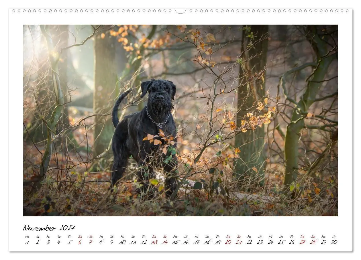 Bild: 9783516781762 | Riesenschnauzer - Herz auf vier Pfoten (Wandkalender 2027 DIN A2...