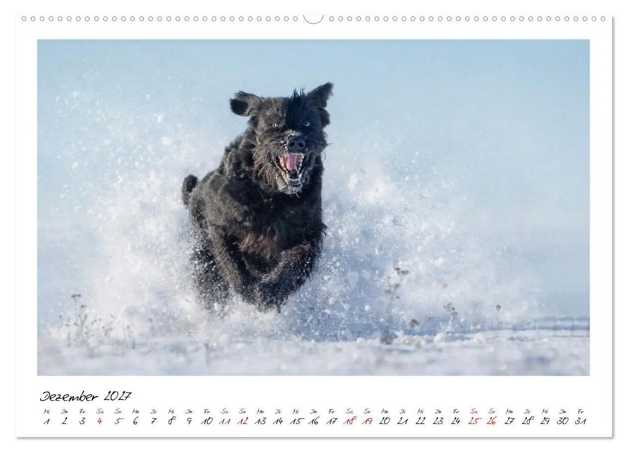 Bild: 9783516781762 | Riesenschnauzer - Herz auf vier Pfoten (Wandkalender 2027 DIN A2...
