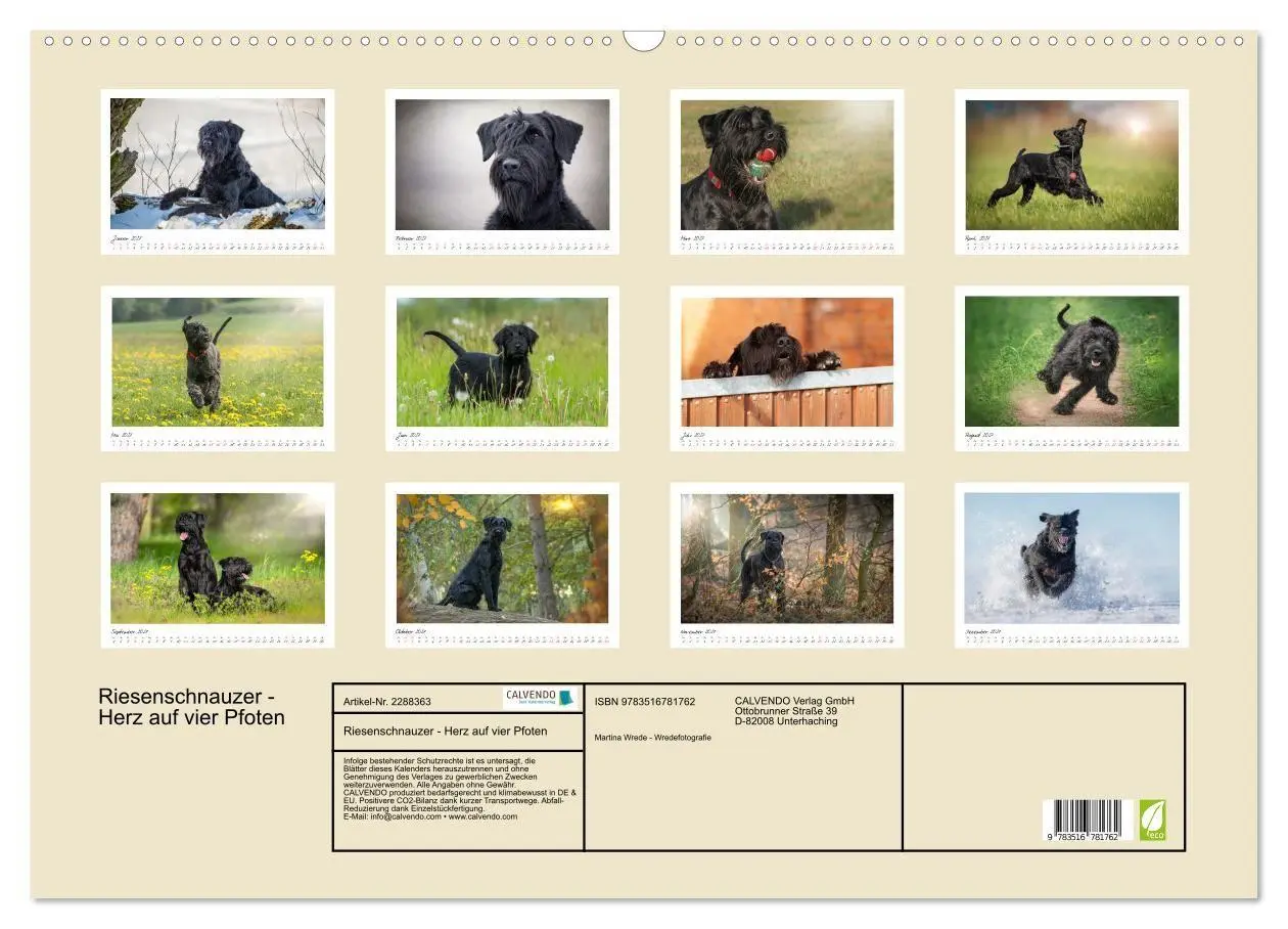 Bild: 9783516781762 | Riesenschnauzer - Herz auf vier Pfoten (Wandkalender 2027 DIN A2...