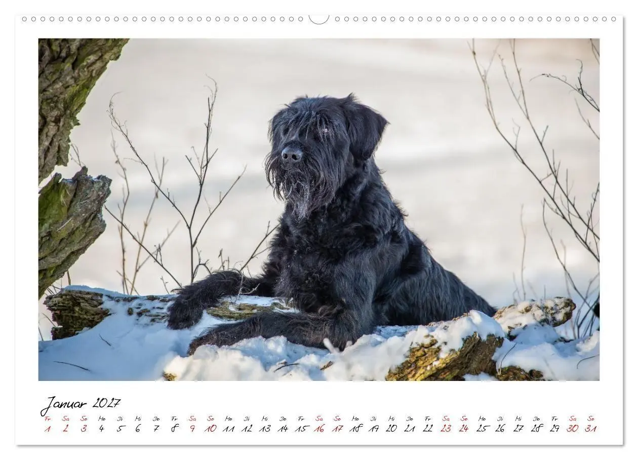 Bild: 9783516781762 | Riesenschnauzer - Herz auf vier Pfoten (Wandkalender 2027 DIN A2...