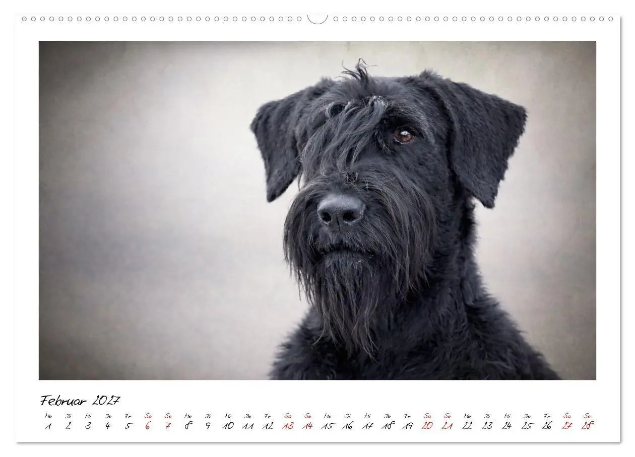 Bild: 9783516781762 | Riesenschnauzer - Herz auf vier Pfoten (Wandkalender 2027 DIN A2...