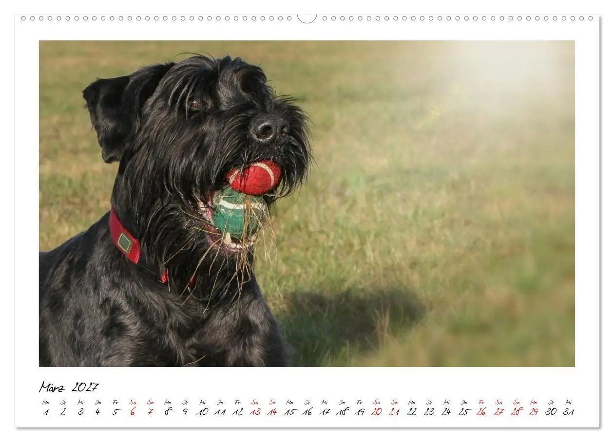 Bild: 9783516781762 | Riesenschnauzer - Herz auf vier Pfoten (Wandkalender 2027 DIN A2...