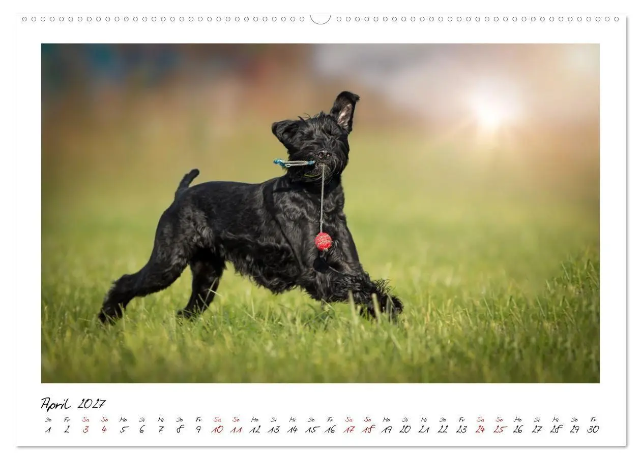 Bild: 9783516781762 | Riesenschnauzer - Herz auf vier Pfoten (Wandkalender 2027 DIN A2...