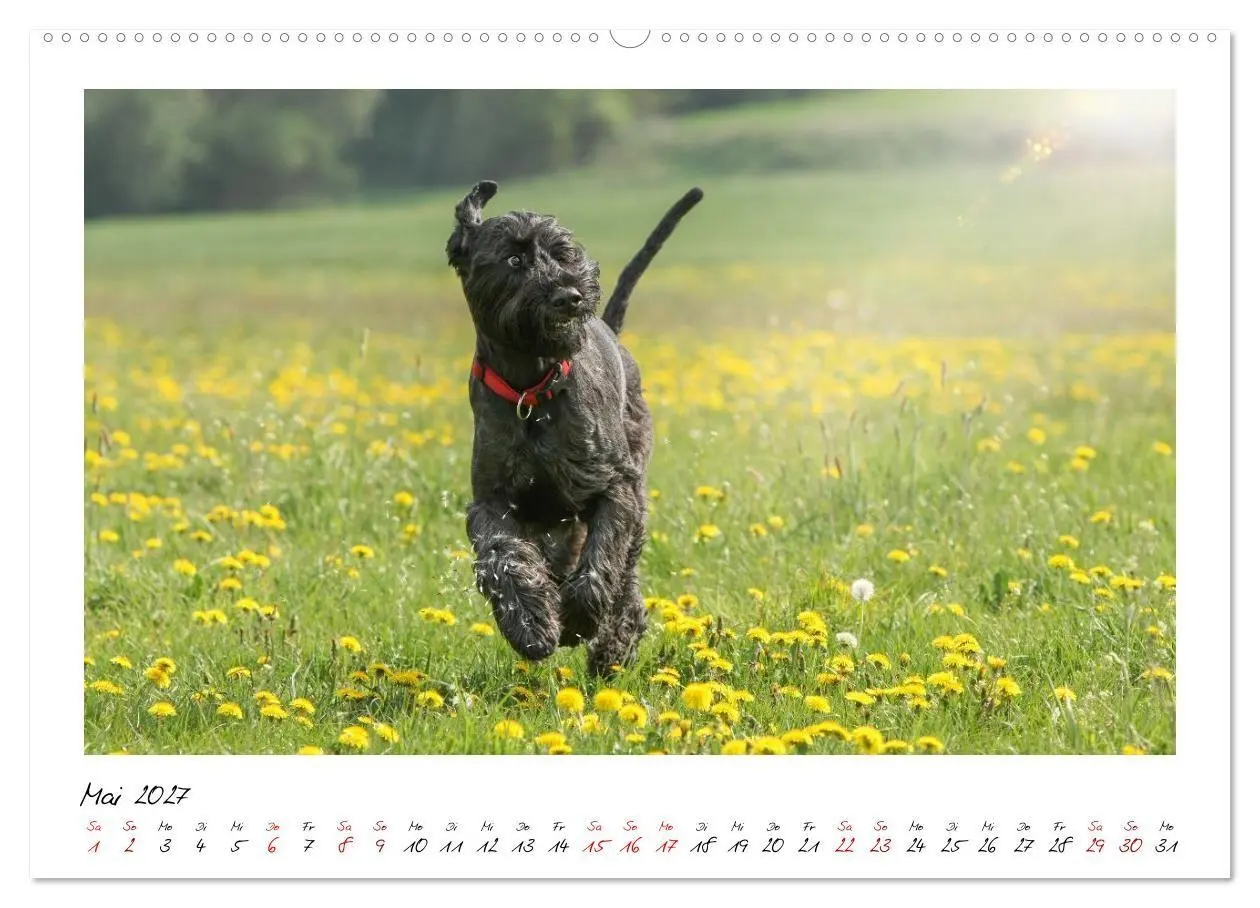 Bild: 9783516781762 | Riesenschnauzer - Herz auf vier Pfoten (Wandkalender 2027 DIN A2...