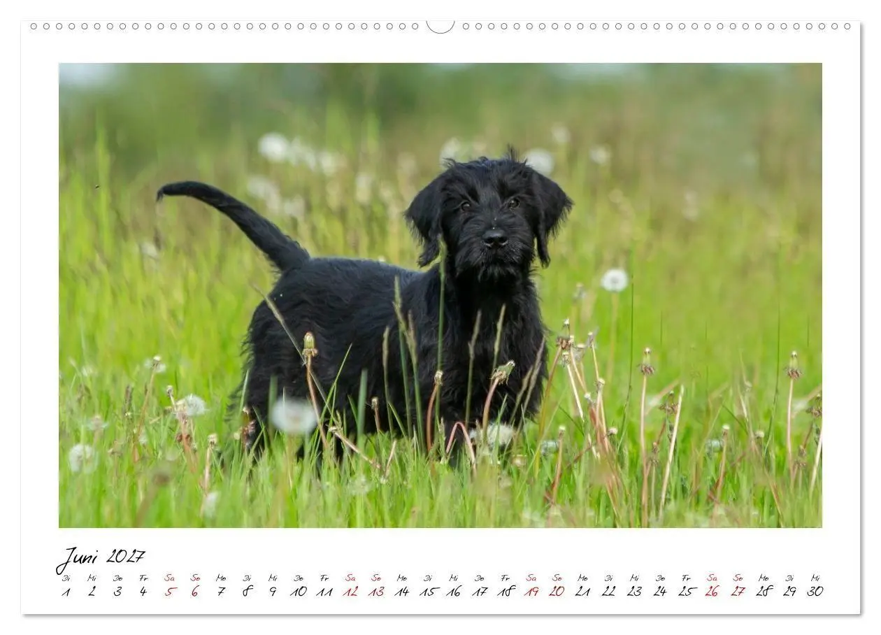 Bild: 9783516781762 | Riesenschnauzer - Herz auf vier Pfoten (Wandkalender 2027 DIN A2...