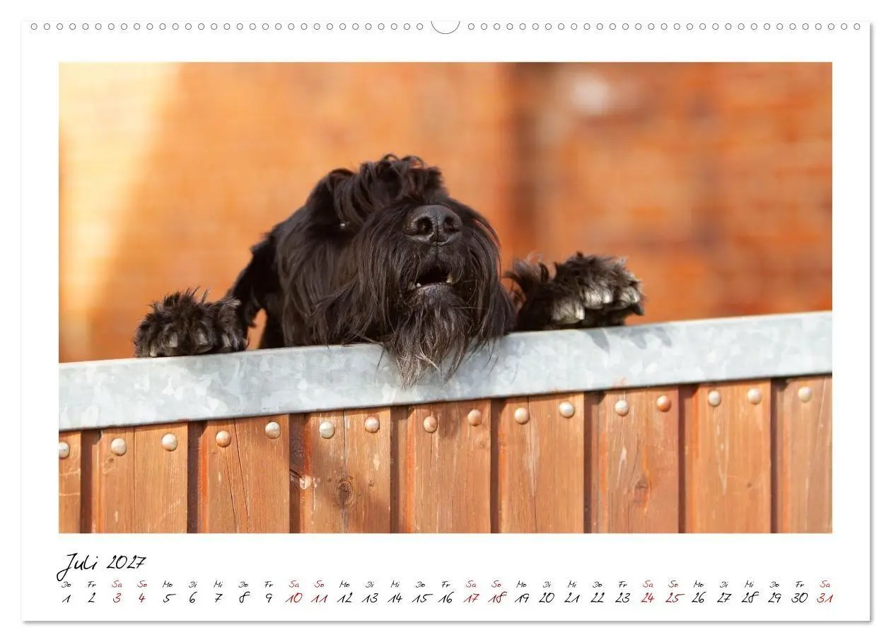 Bild: 9783516781762 | Riesenschnauzer - Herz auf vier Pfoten (Wandkalender 2027 DIN A2...