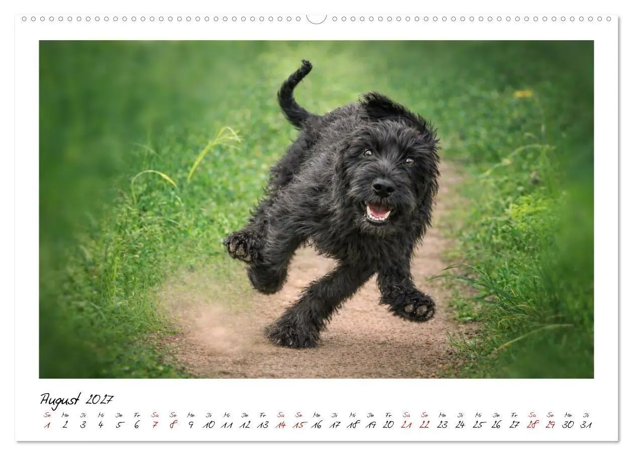 Bild: 9783516781762 | Riesenschnauzer - Herz auf vier Pfoten (Wandkalender 2027 DIN A2...