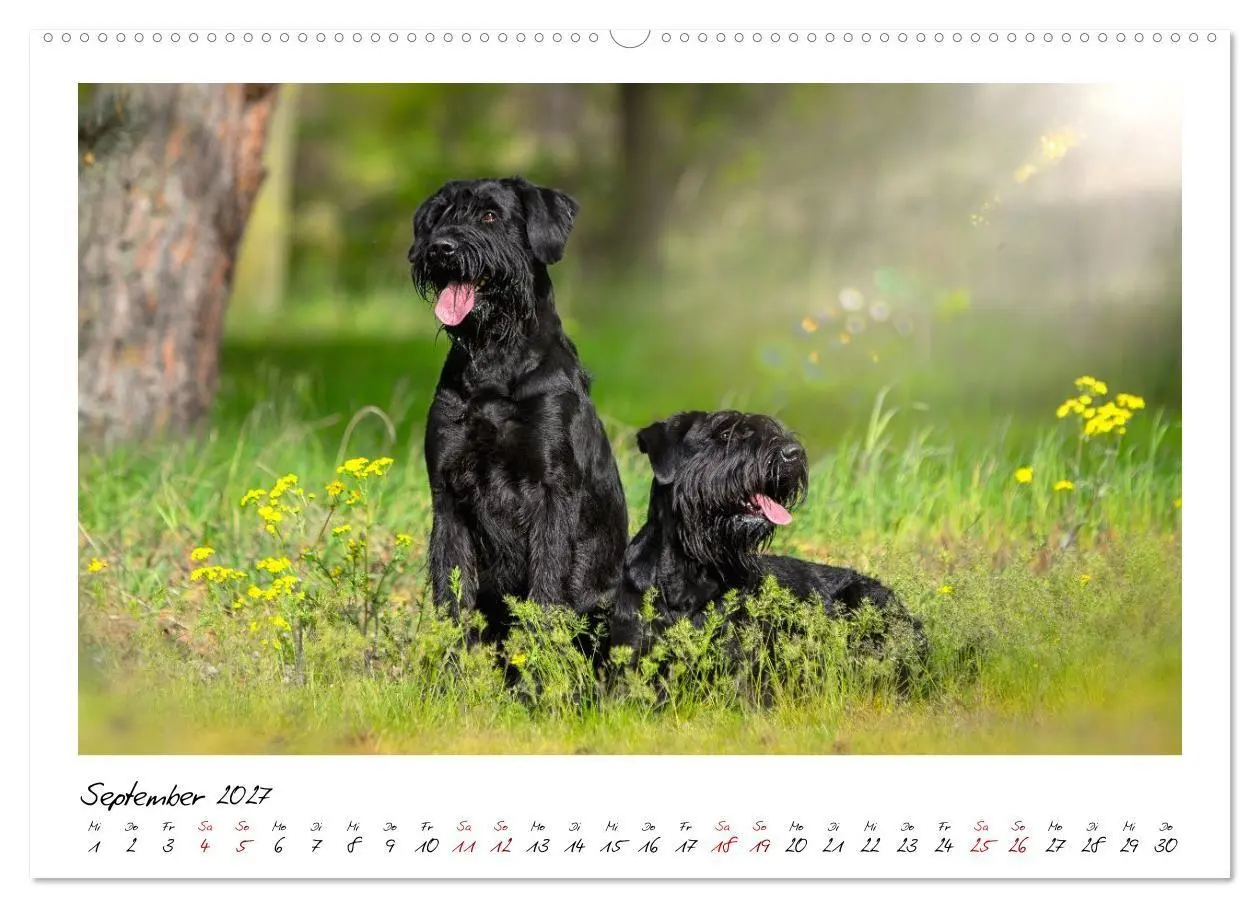 Bild: 9783516781762 | Riesenschnauzer - Herz auf vier Pfoten (Wandkalender 2027 DIN A2...