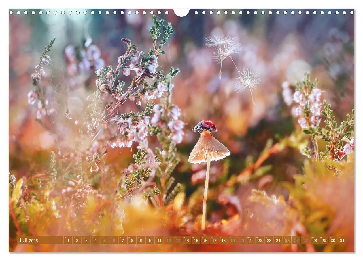 Bild: 9783435111862 | AUGENBLICK ZAUBER (Wandkalender 2025 DIN A3 quer), CALVENDO...