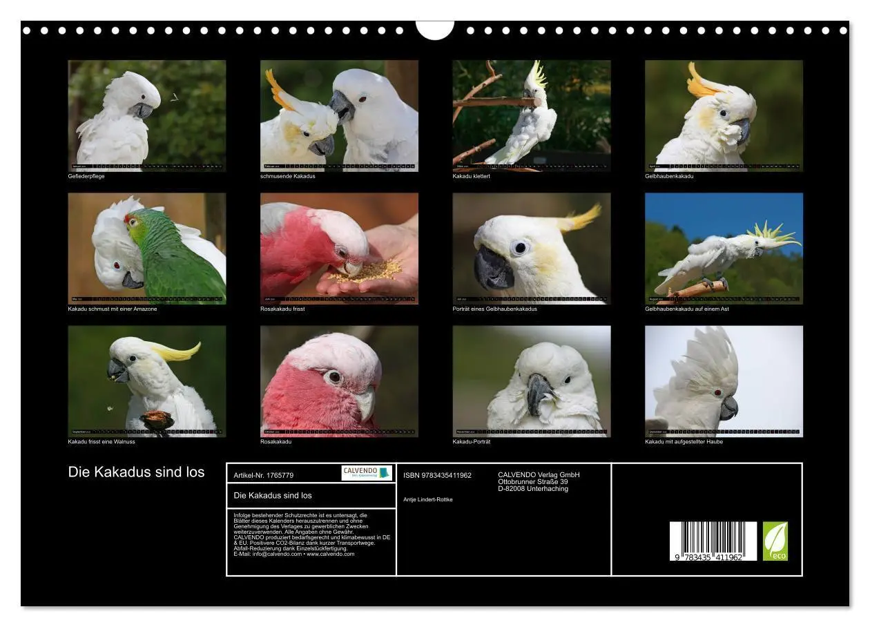 Bild: 9783435411962 | Die Kakadus sind los (Wandkalender 2025 DIN A3 quer), CALVENDO...