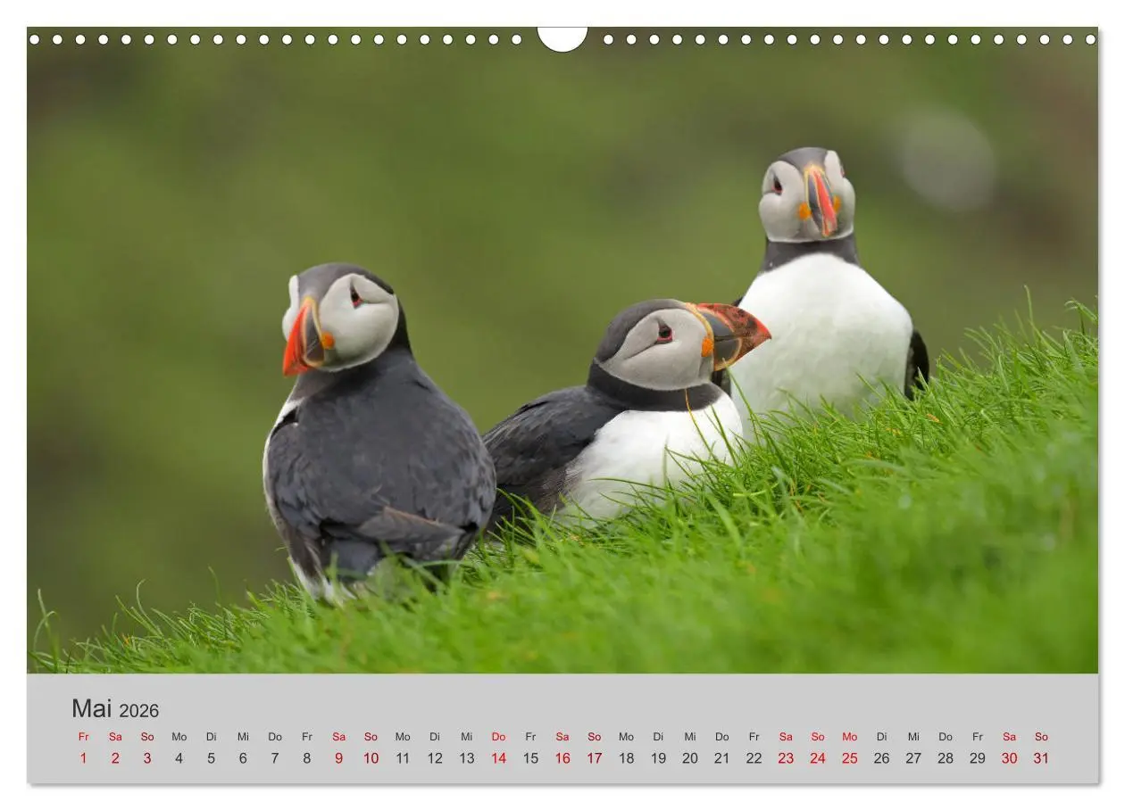 Bild: 9783457811962 | Färöer Inseln 2026 (Wandkalender 2026 DIN A3 quer), CALVENDO...